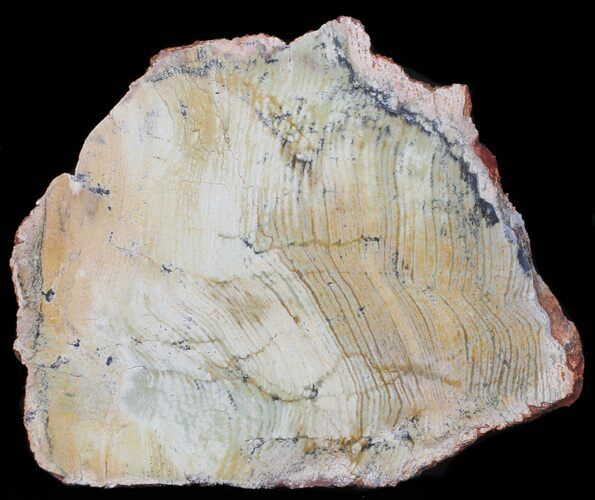 Strelley Pool Stromatolite Slice - Billion Years Old #50752